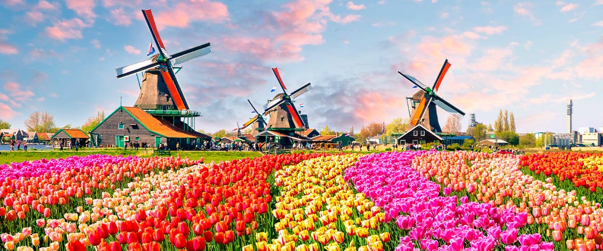 Windmills, Tulips and Belgian Delights