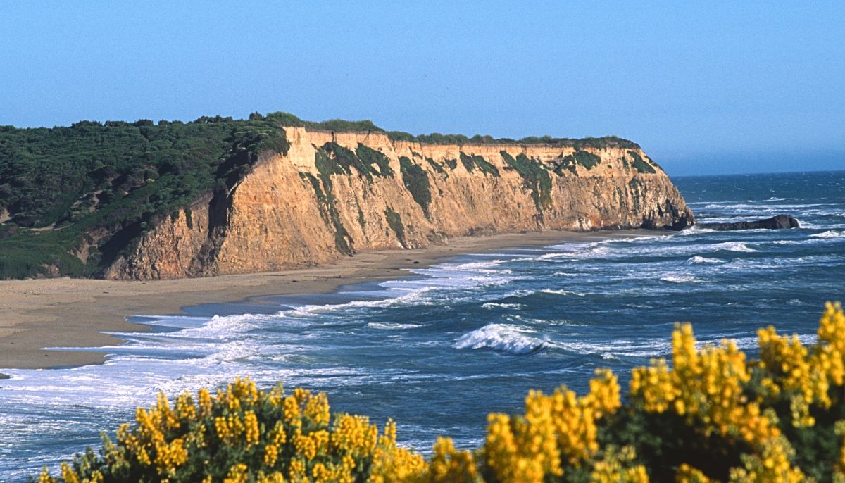 Yellow Bush Lupine on Cotoni-Coast Dairies 