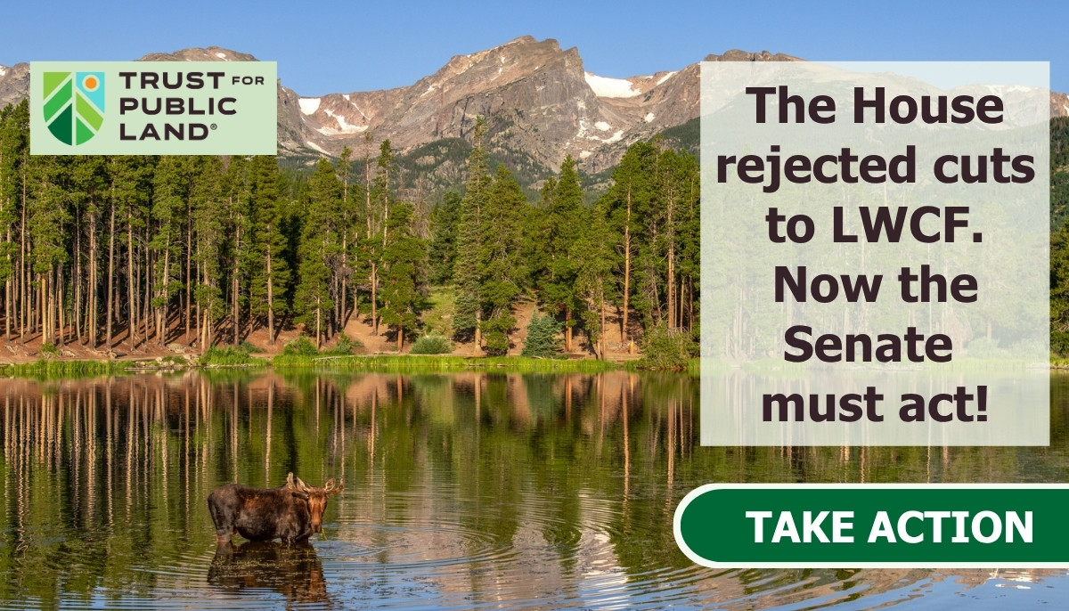 Moose at Rocky Mountain National Park