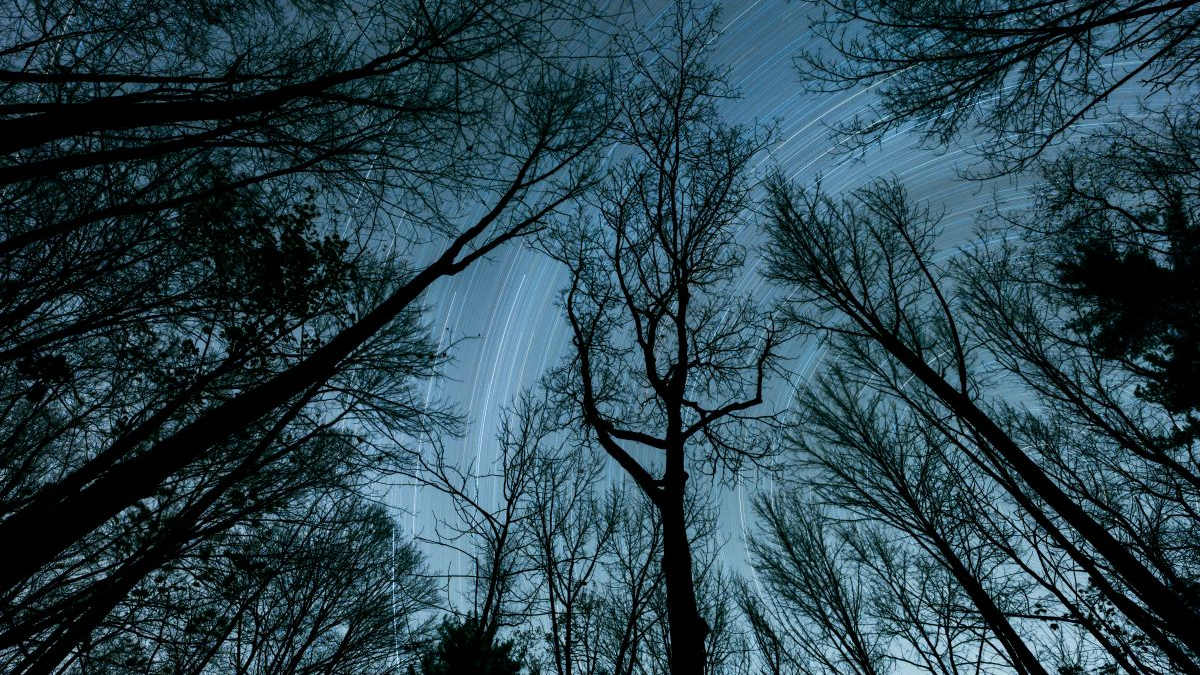 Nighttime shot under the canopy of trees along The Appalachian Trail.