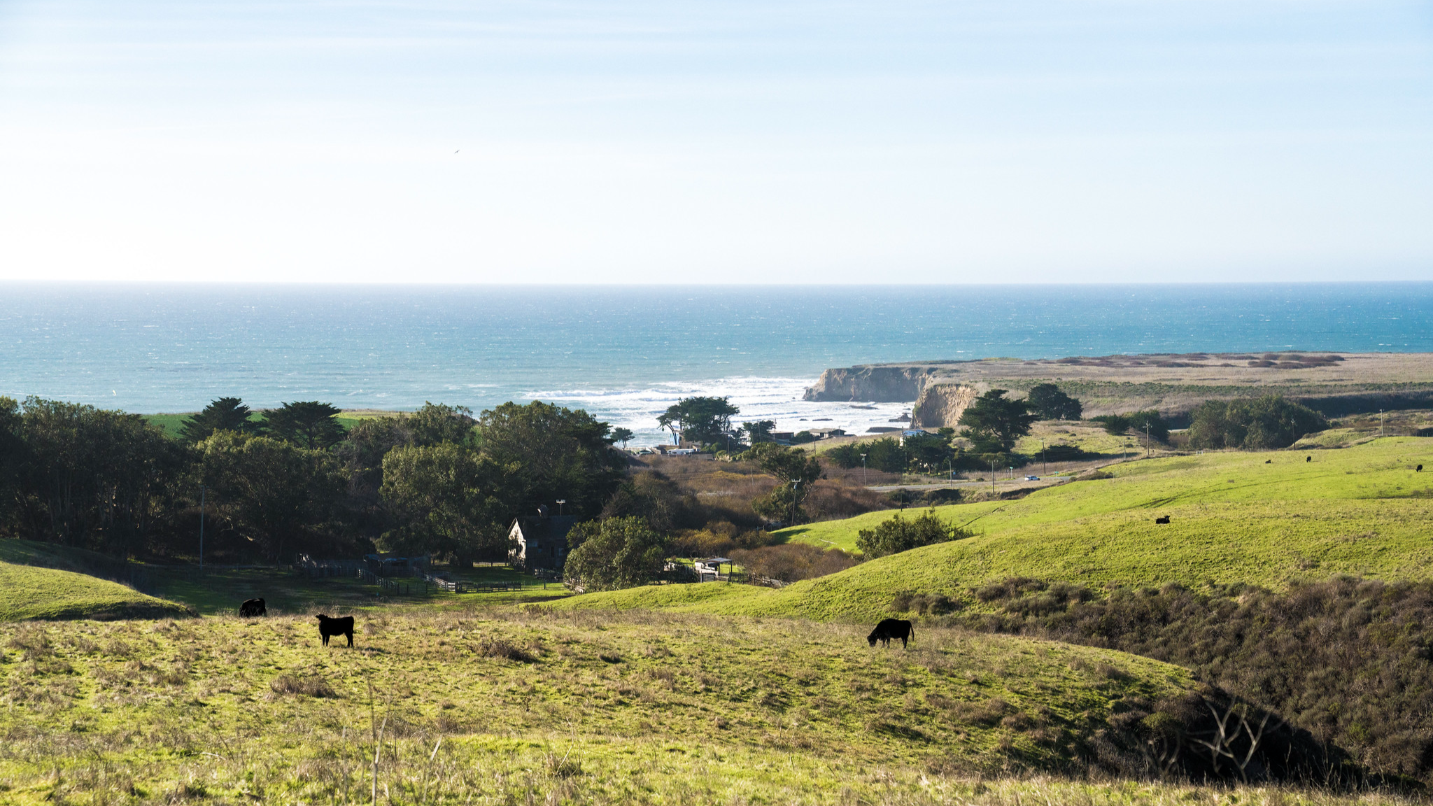 Cows at Cotoni-Coast Dairies.