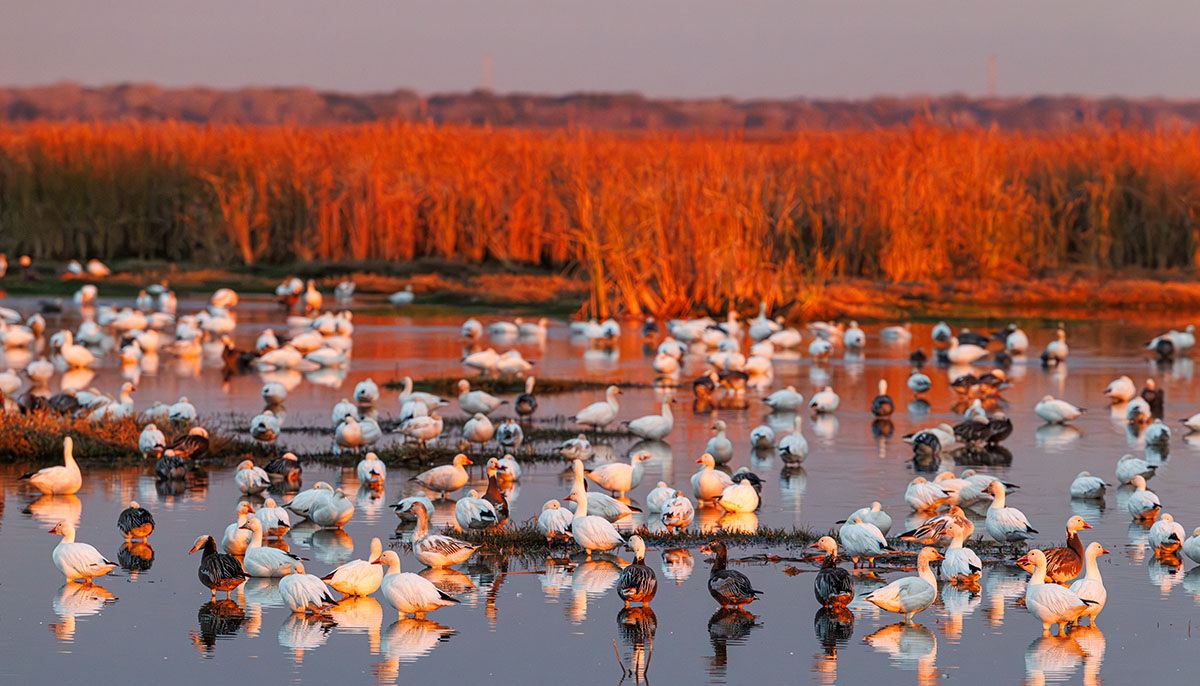 San Bernard National Wildlife Refuge and Columbia Lakes Natural Area